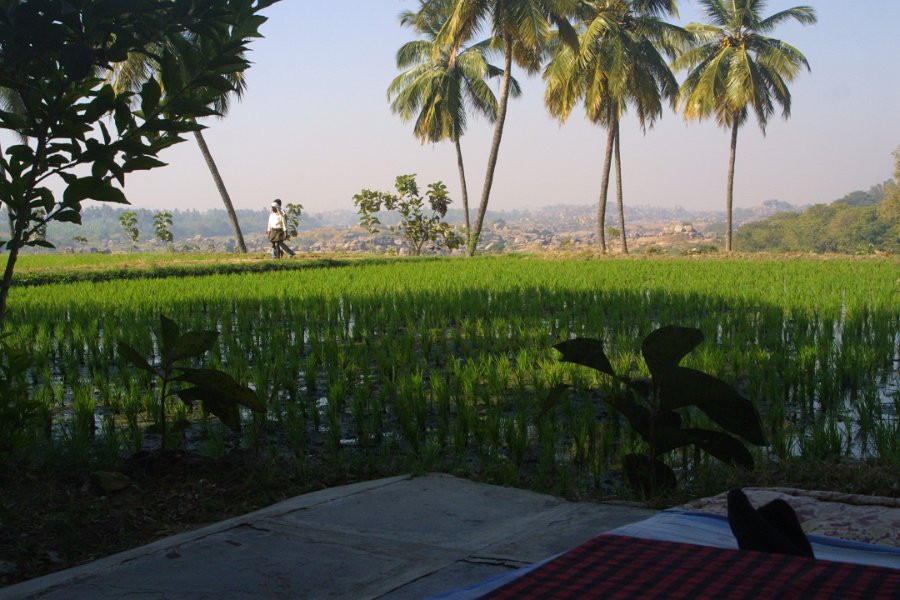 1118000_RicePaddyvirupapurGaddi.jpg - Rice paddies at  the Shanthi guest house.