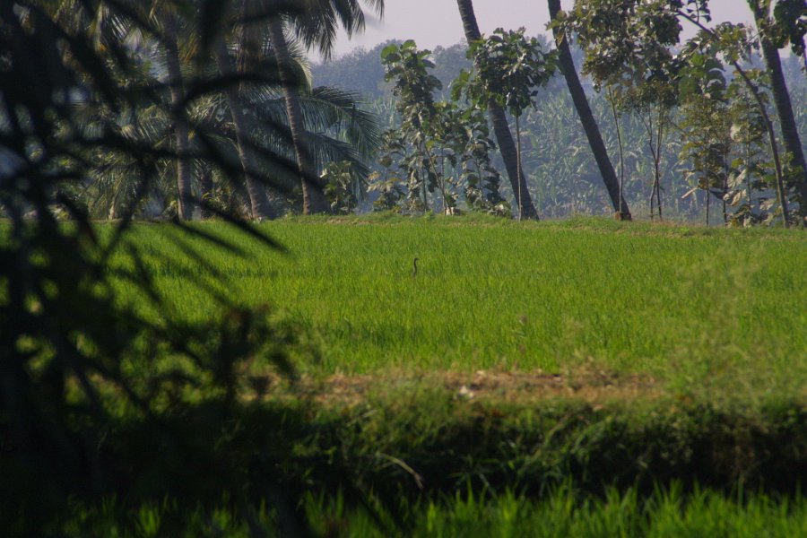 1120000_HeronInRicePaddyHampi.jpg - Rice paddies at  the Shanthi guest house.