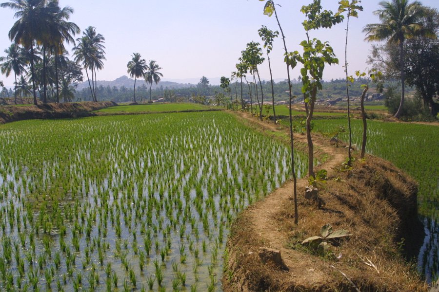1125000_RicePaddiesHampi.jpg - Rice paddies at Hampi.