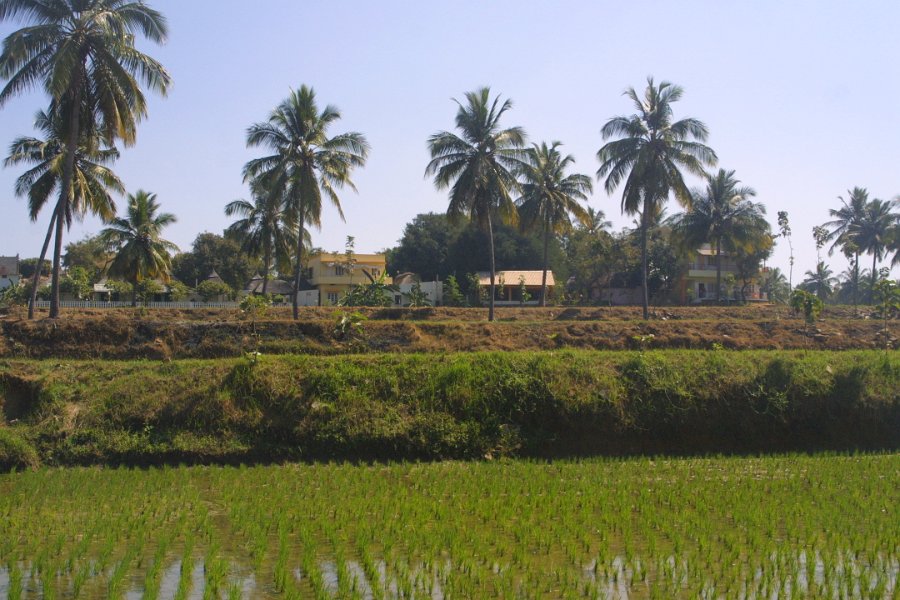 1127000_Hampi.jpg - Rice paddies at Hampi.