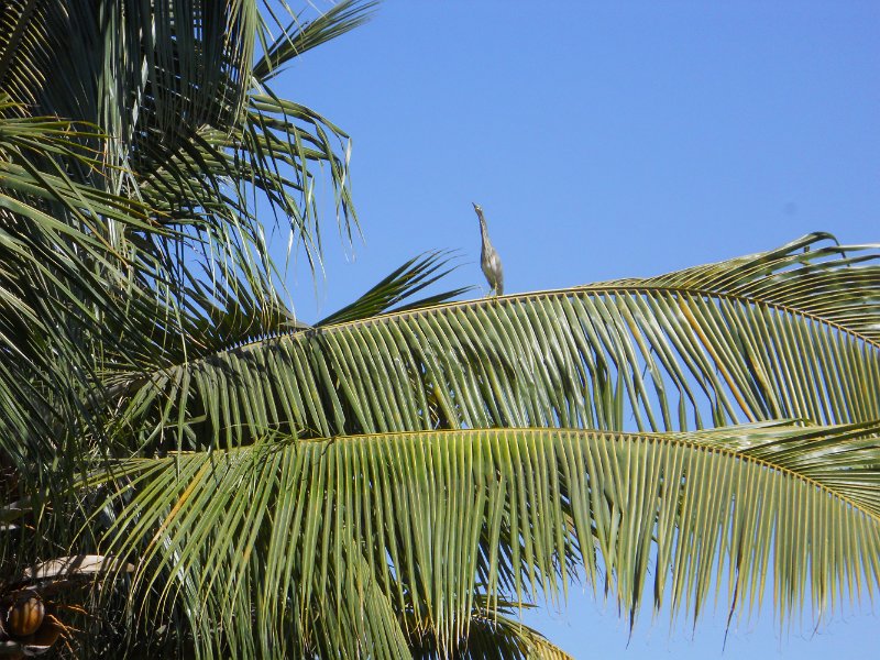1129653_HeronOnRiverShore.jpg - Heron in coconut tree at Hampi.