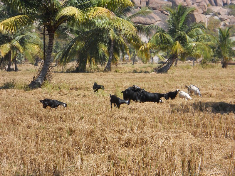 1129654_GoatsGrazingInRicePaddies.jpg - Goats in a rice field at Hampi.