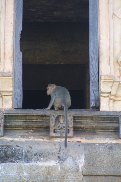1144000_TempleMonkeyHampi.jpg - Monkey at Virupaksha Temple. Hampi.