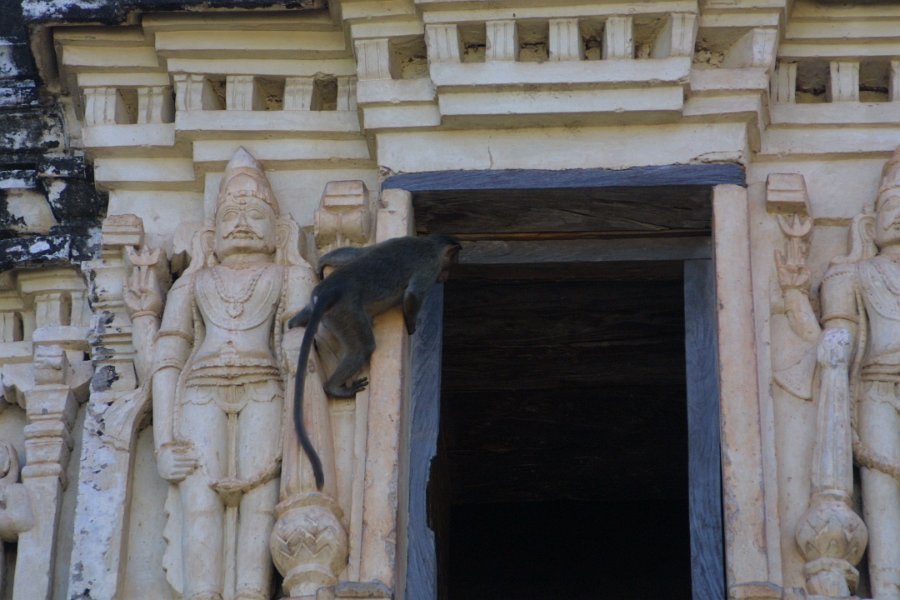 1145000_TempleMonkey2Hampi.jpg - Monkey at Virupaksha Temple. Hampi.