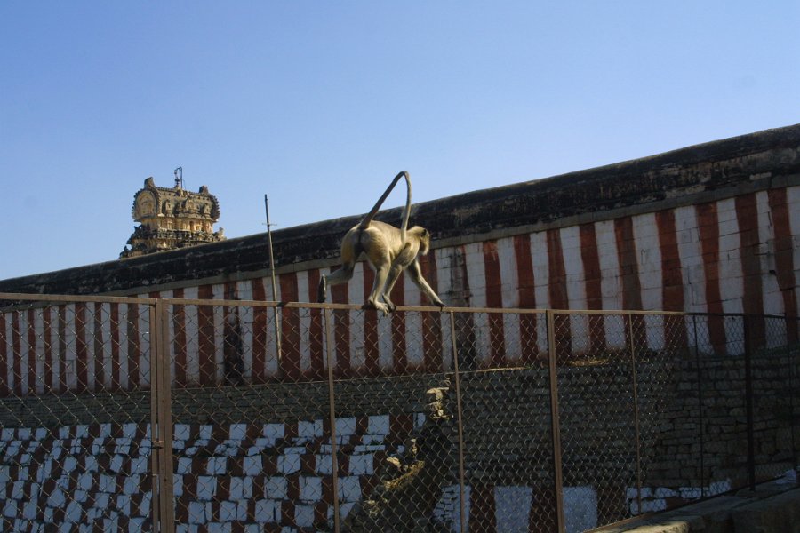 1146000_TempleMonkey3Hampi.jpg - Monkey at Manmatha tank. Hampi.
