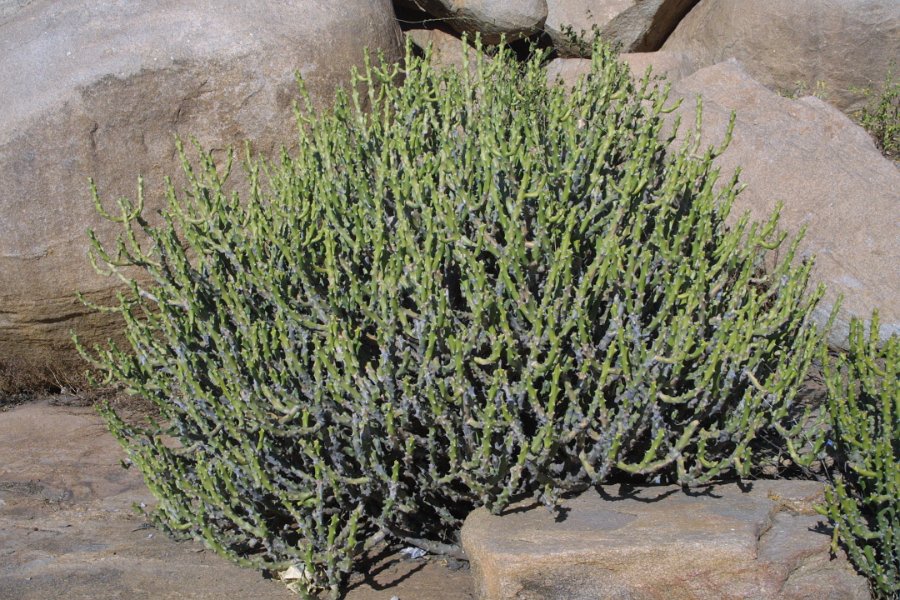 1176000_CactusHampi.jpg - Cactus growing amoung the boulders.