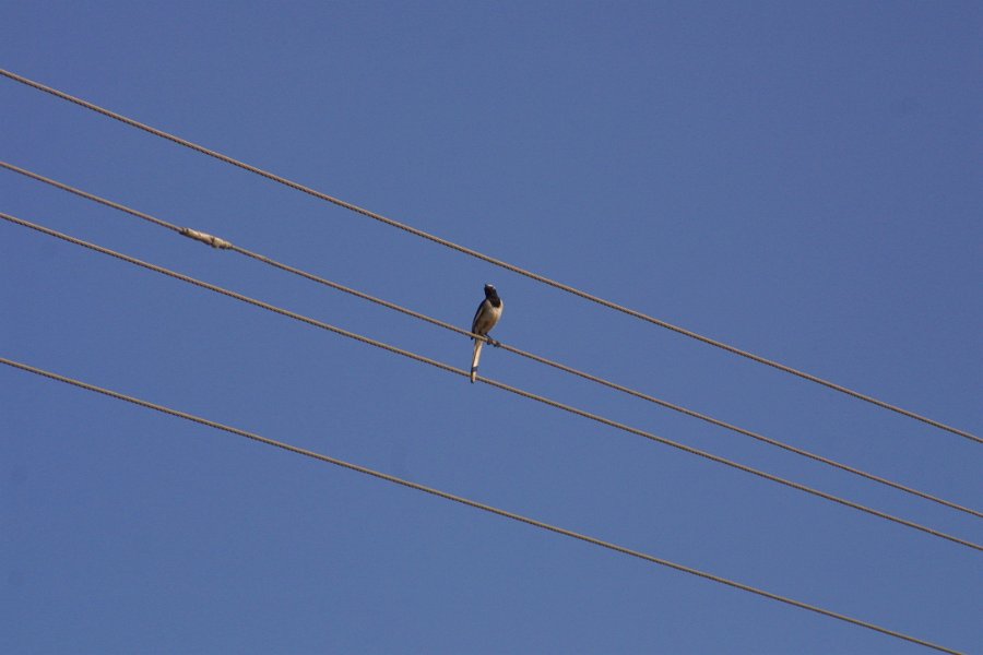 1178000_BirdHampi.jpg - Bird on a wire.