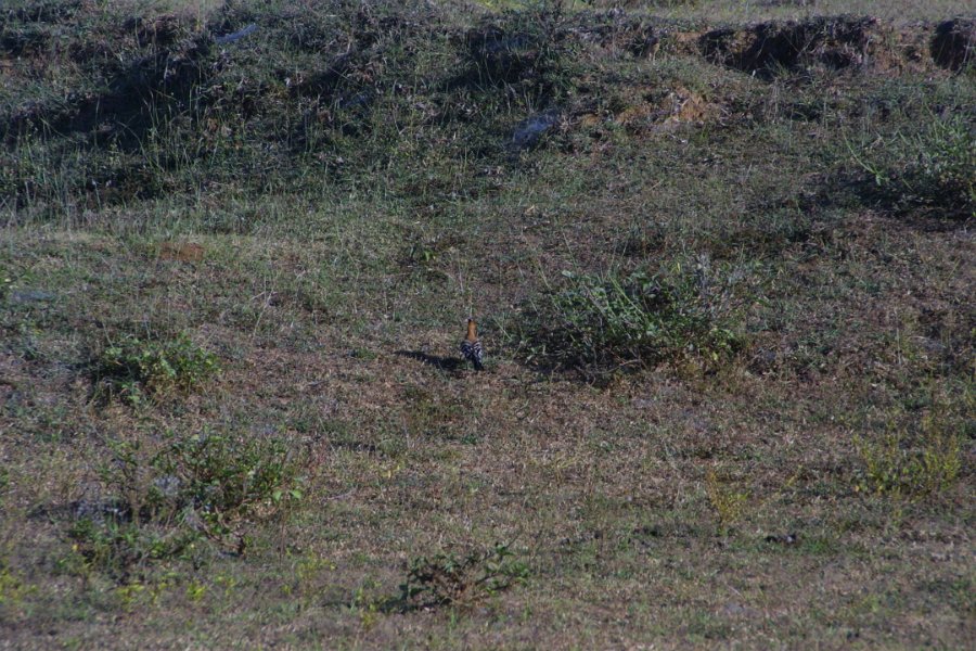 1198000_GroundBirdHampi.jpg - Colourful Bird.