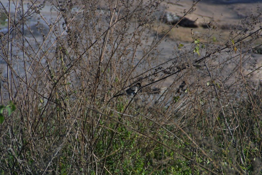 1199000_AnotherBirdHampi.jpg - Bird.