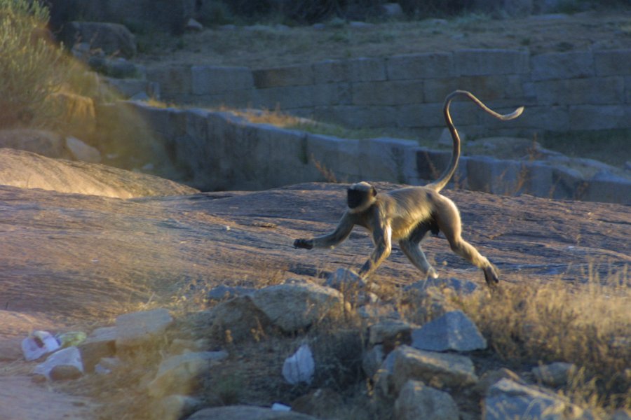 1237000_MonkeyHampi.jpg - Monkey at Hampi