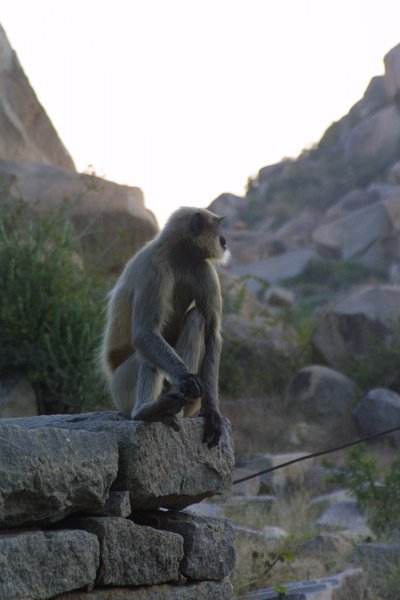1240000_SittingMonkeyHampi.jpg - Monkey at Hampi