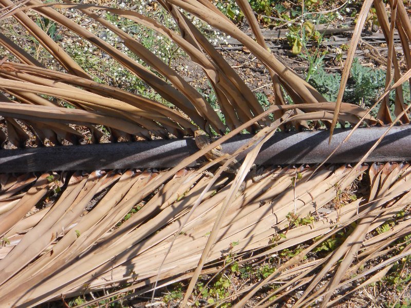 1294671_LizardHampi.jpg - A Lizard among coconut leaves. Hampi.