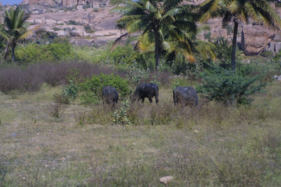 1296000_CattleZenanaEnclosureHampi.jpg - Cattle inside the Zenana Enclosure. Hampi.