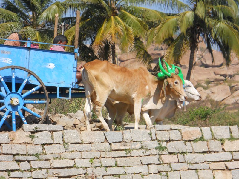 1301675_OxCartJainaTempleHampi.jpg - Oxen and cart at Jaina Temple. Hampi.