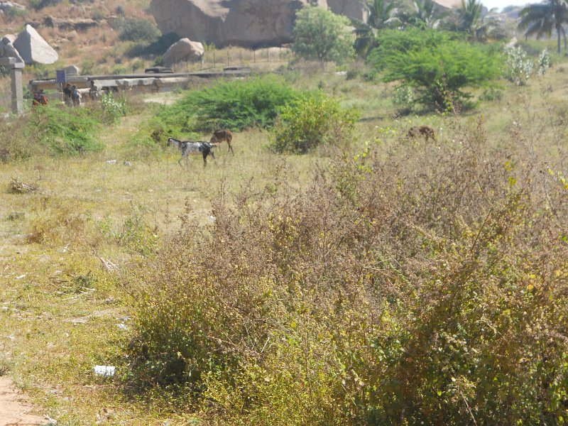 1302682_GoatsBeyondJainaTempleHampi.jpg - Ruins and goats beyond the Jaina Temple. Hampi.