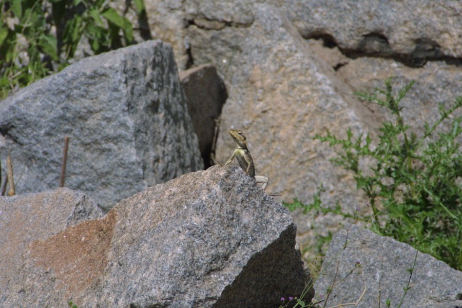 1317000_LizardHampi.jpg - A Lizard at Hampi.
