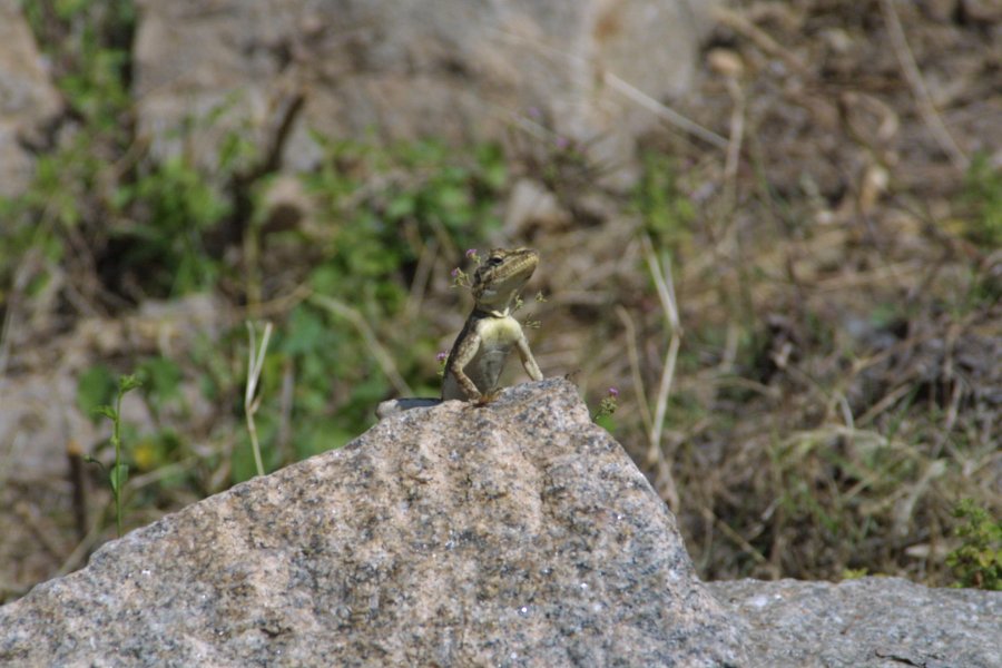 1319000_LizardHampi.jpg - A Lizard at Hampi.
