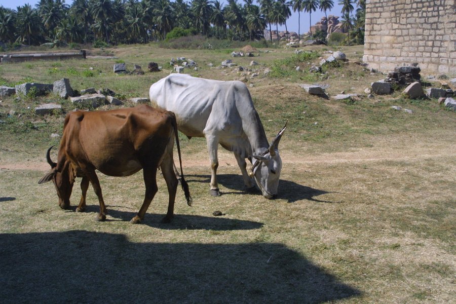 1371000_CattleDannayakaEnclosureHampi.jpg - Cattle grazing inside the Dannayaka Enclosure. Hampi.