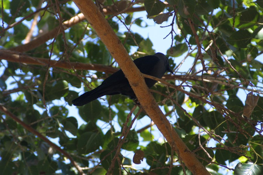 1415000_GreyHeadedCrowHampi.jpg - Grey headed crow at Hampi.