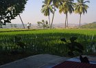 1118000_RicePaddyvirupapurGaddi