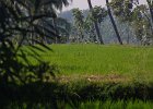 1120000_HeronInRicePaddyHampi