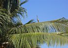 1129653_HeronOnRiverShore