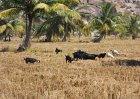1129654_GoatsGrazingInRicePaddies