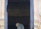 1144000_TempleMonkeyHampi