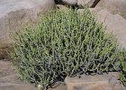 1176000_CactusHampi