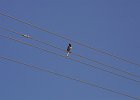 1178000_BirdHampi