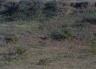 1198000_GroundBirdHampi
