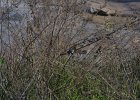 1199000_AnotherBirdHampi