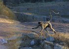 1237000_MonkeyHampi
