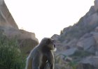 1240000_SittingMonkeyHampi