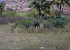 1296000_CattleZenanaEnclosureHampi