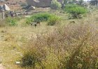 1302682_GoatsBeyondJainaTempleHampi