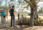 1302685_CocunutDrinkZenanaEnclosureHampi