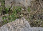 1319000_LizardHampi