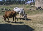 1371000_CattleDannayakaEnclosureHampi