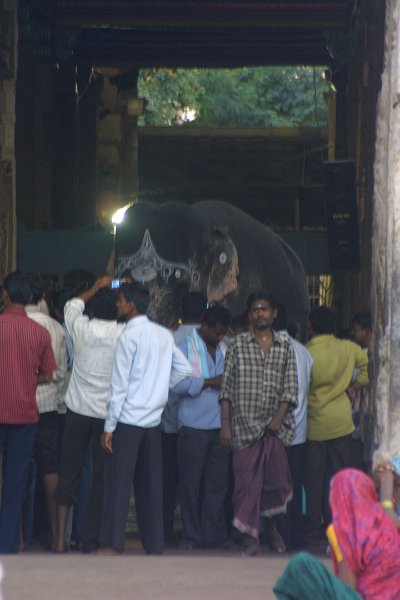 1572000_ElephantInMeenakshiTemple.jpg - Elephant blessing people inside the Meenakshi Temple. Madurai.