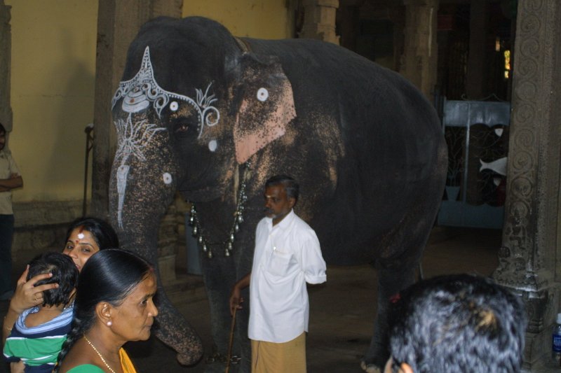 1575000_ElephantInMeenakshiTemple.jpg - Elephant blessing people inside the Meenakshi Temple. Madurai.