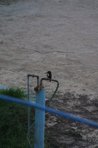 1595000_BirdAtMeenakshiTemple.jpg - Bird at the tank inside the Meenakshi Temple. Madurai.