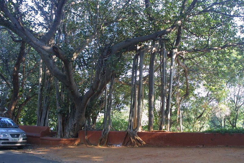 1614000_TajGardenHotelMangoTree.jpg - Mango tree at the Taj Garden Retreat Hotel. Madurai.