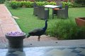 1562000_PeacockAtTajGardenRetreatHotel