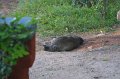1607000_TajGardenHotelPeacock