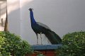 1617000_TajGardenHotelPeacock