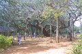 1911000_MangoTreeAtCentreOfAuroville