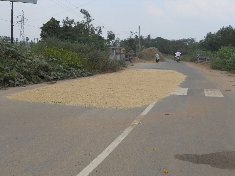 1681892_DryingRiceOnTheRoadTamilNadu.jpg - Drying rice on the road. Tamil Nadu.