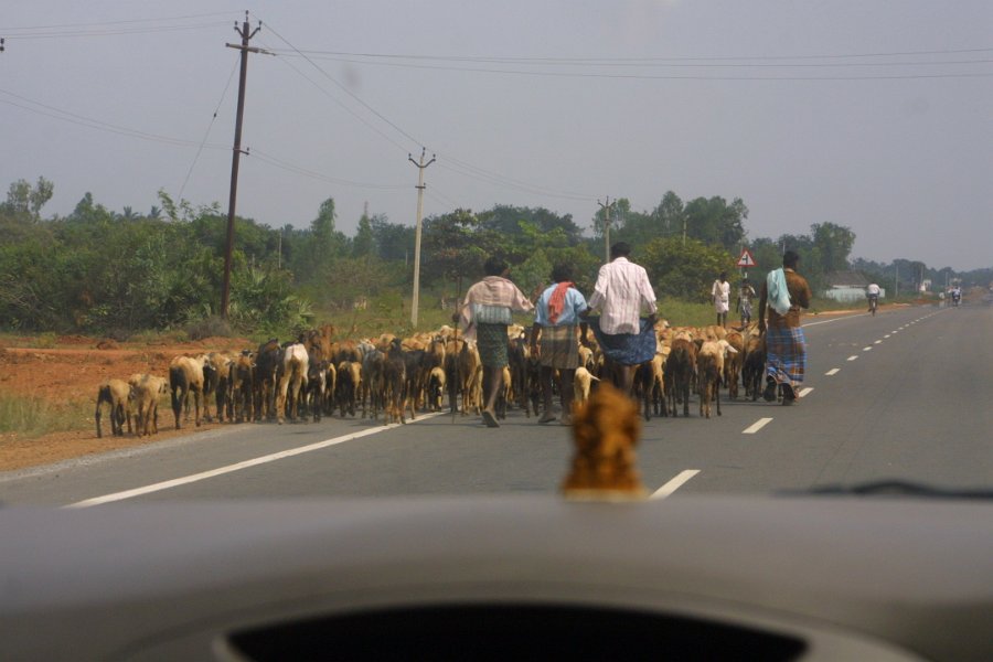1686000_OnTheWayToThanjavur.jpg - Goat herd on the highway on the way to Thanjavur.