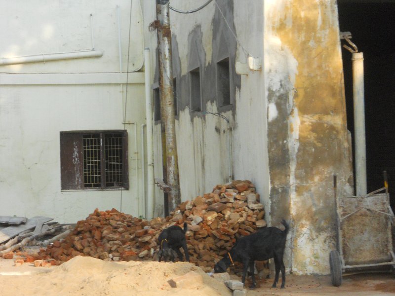 1714905_BesideTanjorePalaceThanjavur.jpg - Beside the Tanjore Palace. Thanjavur